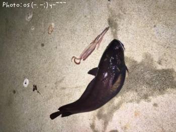 ドンコ