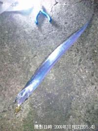 太刀魚