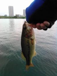 ブラックバス