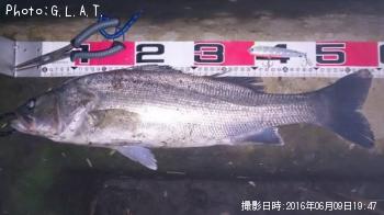 シーズン