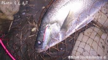 シーズン