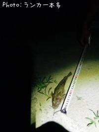 マゴチ
