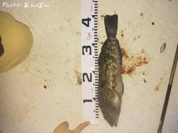 アイナメ