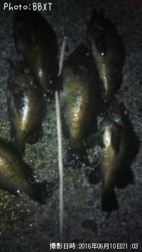 メバル