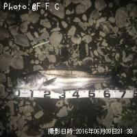 シーバス