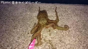 タコ