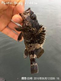 饽