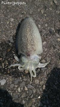 䥱