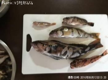 アイナメ