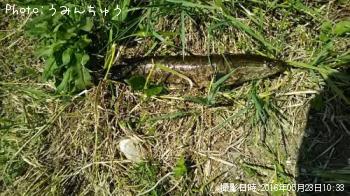 雷魚