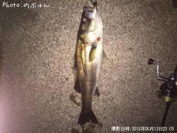 シーバス