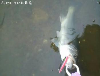 シーバス
