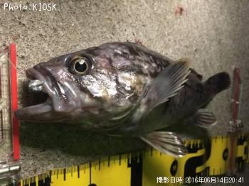 クロソイ