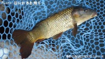鯉