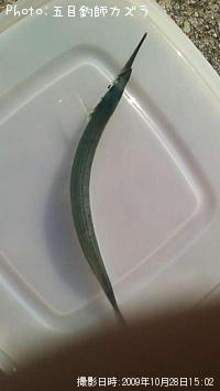 サヨリ