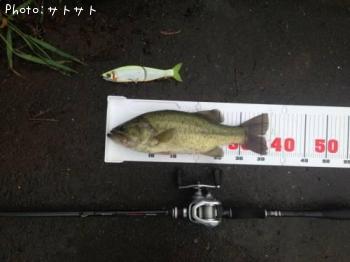 ブラックバス