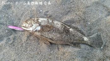 イシモチ