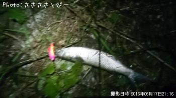 シーバス