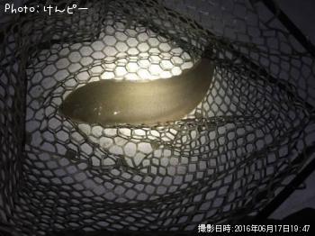 舌びらめ