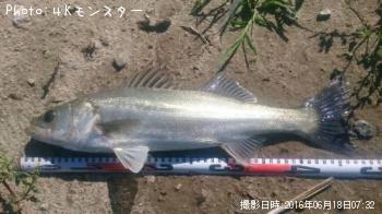シーバス