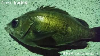 メバル