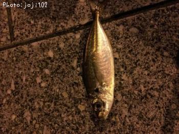アジ