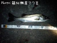 シーバス