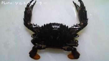 ワタリガニ