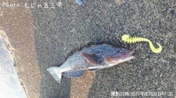 アイナメ