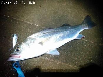 シーバス