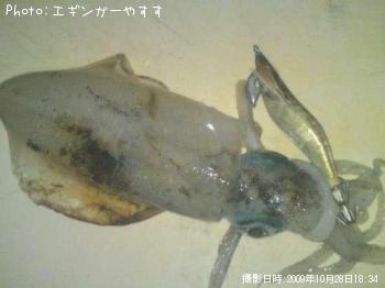 アオリ烏賊