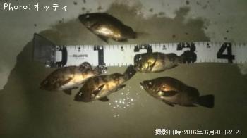 メバル