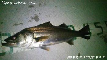 シーバス