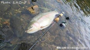 虹鱒