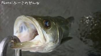 Х