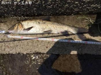 ニゴイ