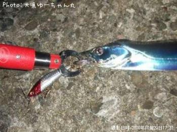 太刀魚