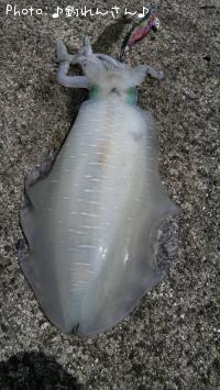 水烏賊