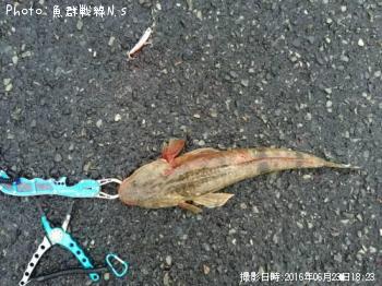 マゴチ