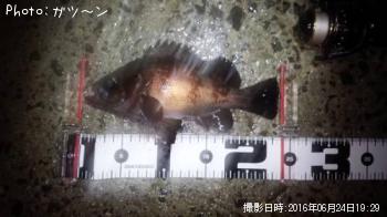 メバル