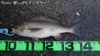 イサキ