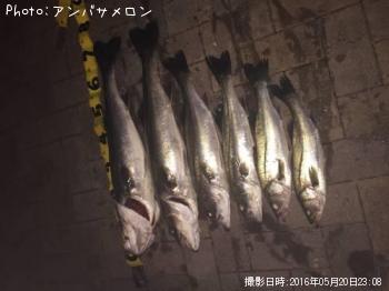 シーバス