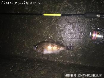 メバル