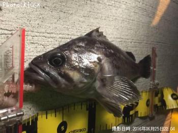 クロソイ