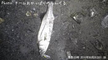 シーバス