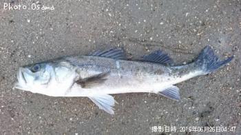 シーバス
