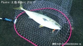 饵