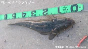 マゴチ