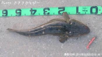 マゴチ
