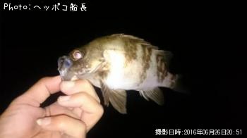 メバル